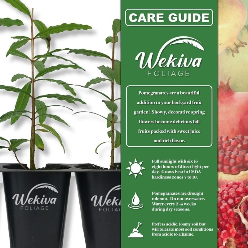 Wekiva Foliage Pomegranate Variety Pack - 4 Live Starter Plants