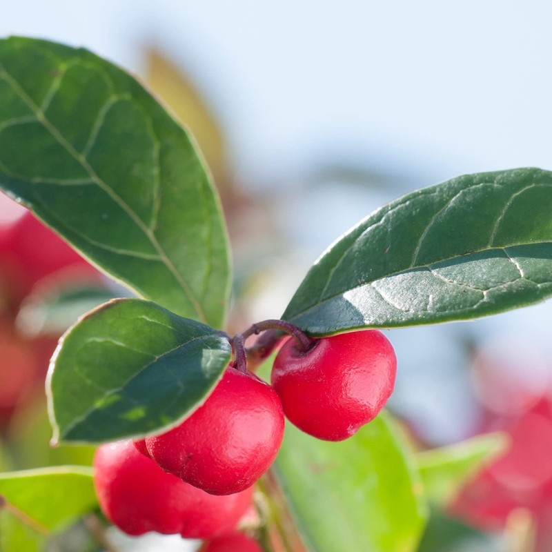 PRIMAVERA Gelenkwohl Akut Einreibung bio 50 ml - Massageöl bei