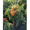 Southeast Seeds Oregon Spring Tomato Seeds, Cool Climate Tomato, NON-GMO,