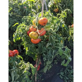 Southeast Seeds Oregon Spring Tomato Seeds, Cool Climate Tomato, NON-GMO, Heirloom, FREE SHIP - 60 Seeds