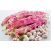 Tongue of Fire Bean Seeds - 20 Large Bean Seeds