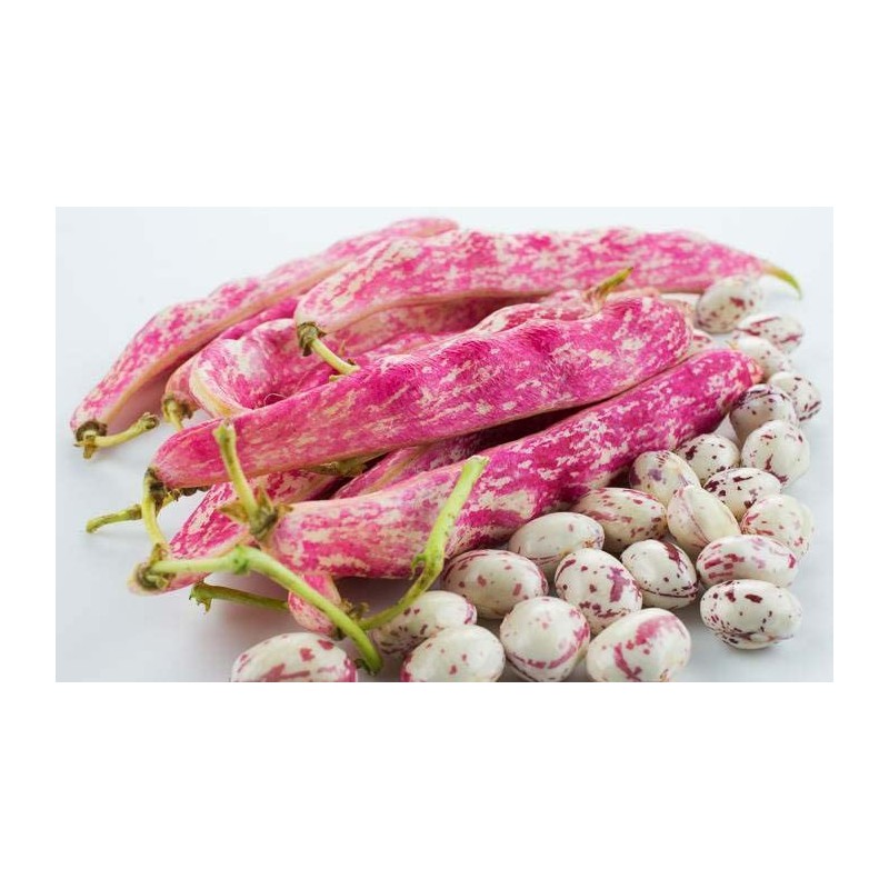 Tongue of Fire Bean Seeds - 20 Large Bean Seeds