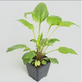 Japanese Maples and Evergreens Purple Coneflower (Echinacea Purpurea) Plants – Two (2) Live Plants – Non-GMO - Not Seeds - Each 4" to 8" Tall – in 4" Inch Pots – Hardy Flowering Perennial, Pollinator Favorite