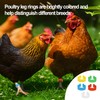 20Pcs Chicken Leg Rings Reusable Chicken Identification Leg Bands Multicoloured
