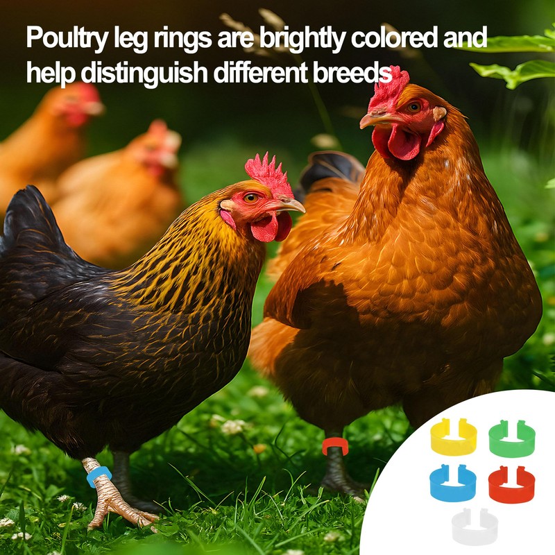 20Pcs Chicken Leg Rings Reusable Chicken Identification Leg Bands Multicoloured