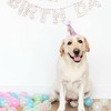 Dog Bone 1st Birthday Hat - Dog Birthday Party Decorations,1st