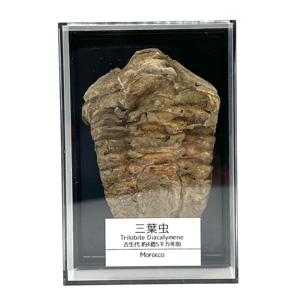 Tsukushi Science Trilobite Fossil Dinosaur, Genuine, Cretaceous, Morocco (2.4 -
