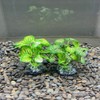 Smoothedo-Pets Aquarium Plants Betta Fish Tank Decorations 4inch/2pcs Soft Silk