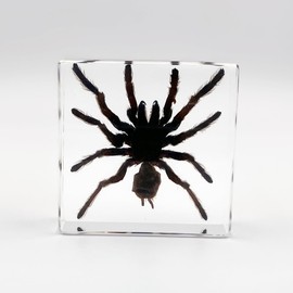 Real Spider Insect Specimens in Resin Paperweight Crafts, Animal Taxidermy Collection for Science Education & Desk Ornament (Tarantula Bird Spider)