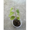 Cherimoya Live Plant Seedling Fruit Tree 12” With Pot Ready