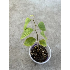Cherimoya Live Plant Seedling Fruit Tree 12” With Pot Ready To Plant