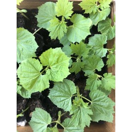 Bittermelon Seed 100 PCs  Bitter Melon Seeds Gourd Ampalaya Seeds Fresh Harvested US Seller