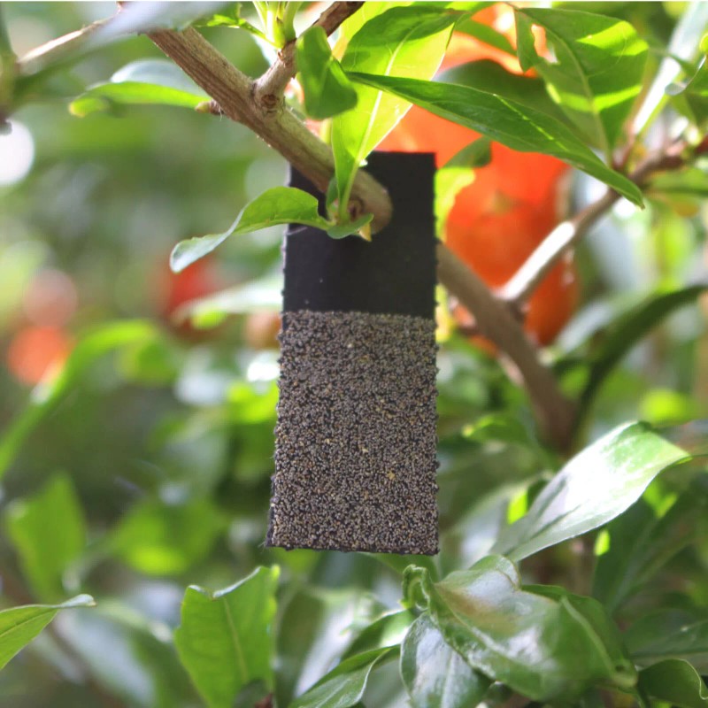 Natures Good Guys Bug Sales Caterpillar & Moth Exterminator -
