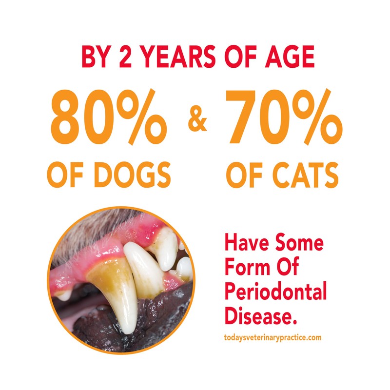 Petrodex Toothpaste for Dogs and Puppies, Cleans Teeth and Fights