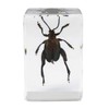 Celestron - 3D Bug Specimen Kit #5 - Observe Insects
