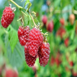 BP 1 Raspberry - 5 Golden Raspberry Plants - Everbearing - Organic Grown -