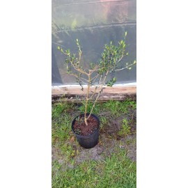 Olives Medetoranian Black Olives Tree in 2 gallon pot