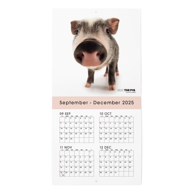 THE PIG 2026 Wall Calendar Mini Size (Pig)