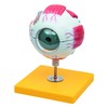 Elementary Anatomy Budget 6 Piece Human Eye Anatomy Model with