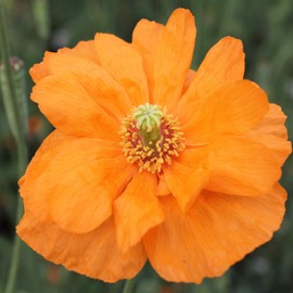 Outsidepride 500 Seeds Perennial Papaver Rupifragum Double Tangerine Gem Poppy Garden Flower Seeds