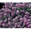 1oz Sweet Alyssum Flower Seeds Royal Carpet Dwarf Purple 69,000