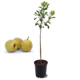 American Plant Exchange Kieffer Pear Tree, Live 1-Gallon Pot, Greenish-Yellow Fruit with Red Blush, Great for Cooking & Storage, Ripens Mid Fall, Self-Pollinating or with Orient Pear, White Blooms