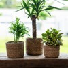 DARO DEKO Seagrass Basket Round Natural Diameter 21 x 18