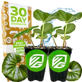 Tractor Seat Plant (Leopard Plant) – Farfugium Japonica VAR. Gigantea by Wellspring Gardens – Large Glossy Foliage – Shade-Loving Ornamental – Great for Containers & Landscaping (2-Pack)