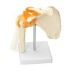 QWORK® Shoulder Joint Anatomical Model, Skeleton Model with Flexible Bands,