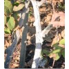 IV Organic White Wash, 1 Pint (GREEN)