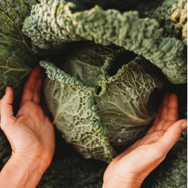 Savoy Perfection Cabbage - 100 Seeds - Heirloom & Open-Pollinated Variety, Non-GMO Vegetable Seeds for Planting Outdoors in The Home Garden, Thresh Seed Company