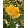 Home-Growth Radiant Perfume Rose, Fragrant Large Yellow Rose - 5