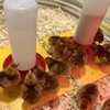 OUYOLAD Chicken Feeder Barrel Bird Drinking Poultry Diet Tool Quail