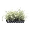 Aztec Grass - 20 Live Plants - Variegated Liriope -
