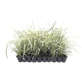 Aztec Grass - 20 Live Plants - Variegated Liriope - Ophiopogon Intermedius Argenteomarginatus