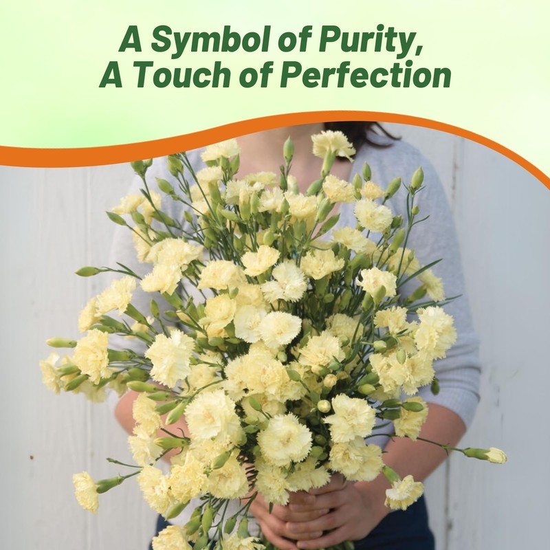 Outsidepride Yellow Carnation Seeds - 1000 Pcs Biennial, Easy to