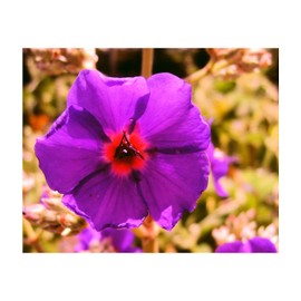 Silver Leaf TIBOUCHINA Princess Flower Rare Unique Tropical Plant Purple Blue Flower Late Summer Bloom Starter Size 4 Inch Pot Emerald Tm