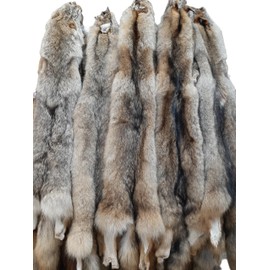 Dakotaline Furs Eastern Coyote Pelt : (NO Tail Grade), 55"-60" Length, Genuine Real Fur Coyote Pelt Tanned for Display, Sewing, Craft, Decoration, or Gift