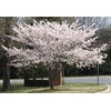 Yoshino Cherry Tree 6-12" in Height in 3" Pot