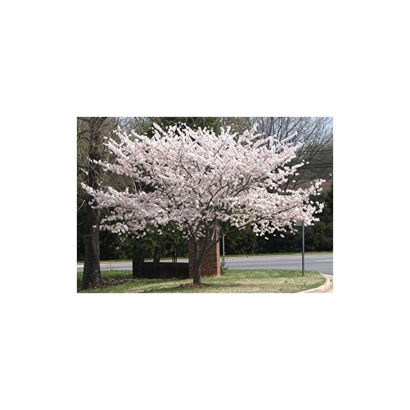 Yoshino Cherry Tree 6-12" in Height in 3" Pot