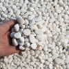 12 LBS River Rocks, StoneCreek, Decorative Garden Stones for Plant