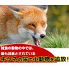 Fox: Non-additive, 12.0 oz (340 g)