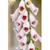 Pams Choice Foxglove Digitalis Cut Flowers Premium Seeds for Planting