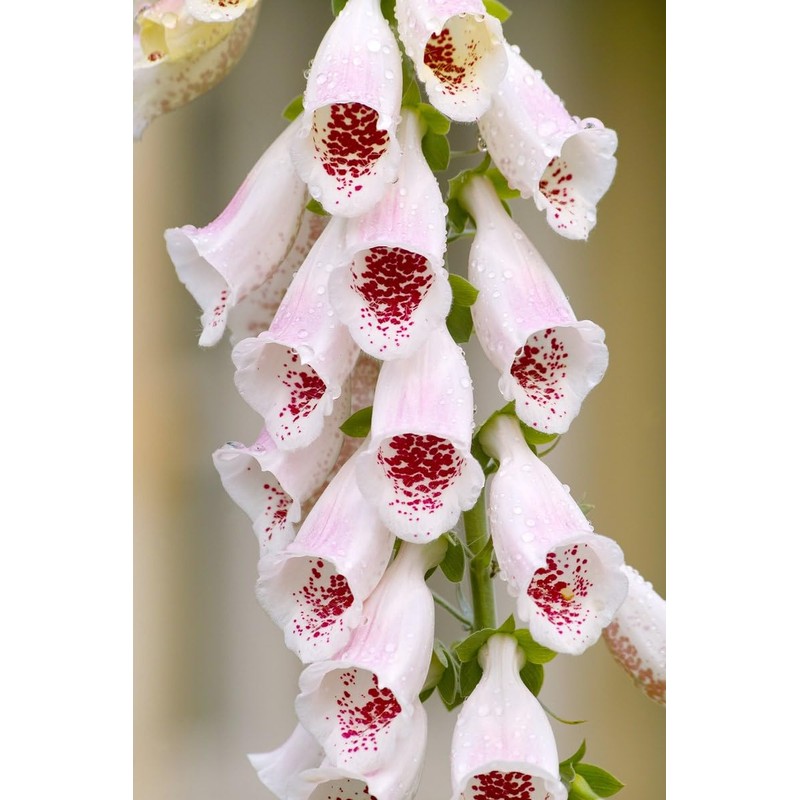 Pams Choice Foxglove Digitalis Cut Flowers Premium Seeds for Planting