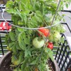 Tomato Garden Seeds - Patio Hybrid - 100 Seeds -