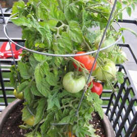 Tomato Garden Seeds - Patio Hybrid - 100 Seeds - Non-GMO, Vegetable Gardening Seed