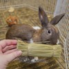 Ware Manufacturing Bristle Bunches for Rabbits and Other Small Pets,