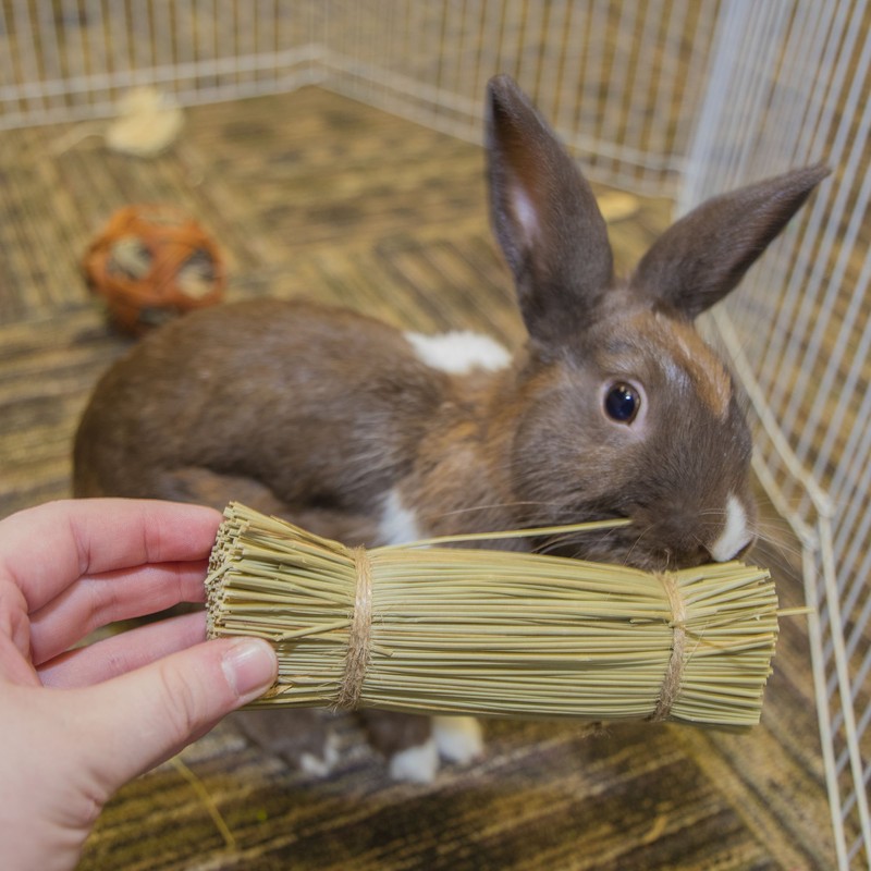 Ware Manufacturing Bristle Bunches for Rabbits and Other Small Pets,