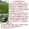 PON店 伊勢の和紅茶 ティーバッグ 30個入 チャック付き 袋入 紅茶 ギフト おしゃれ 紅ふうき