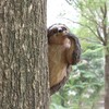 Garden Peeker Sloth Sculptures Lovely Innovative Simulation Resin Waterproof Lasting